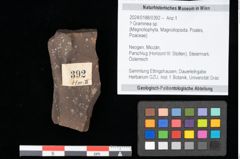 Foto (Objekt + Etikett) von Graminea ? sp.  (NHMW-GEO-2024-0188-0392)